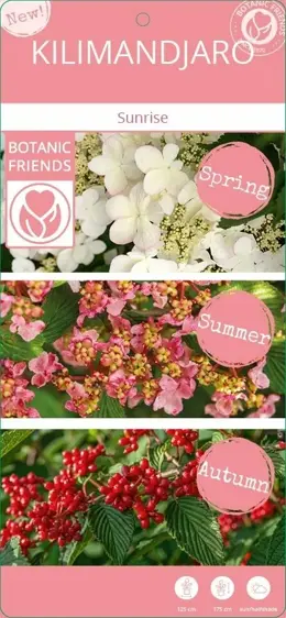 Viburnum plicatum f. tomentosum 'Kilimanjaro Sunrise' 10L - image 6