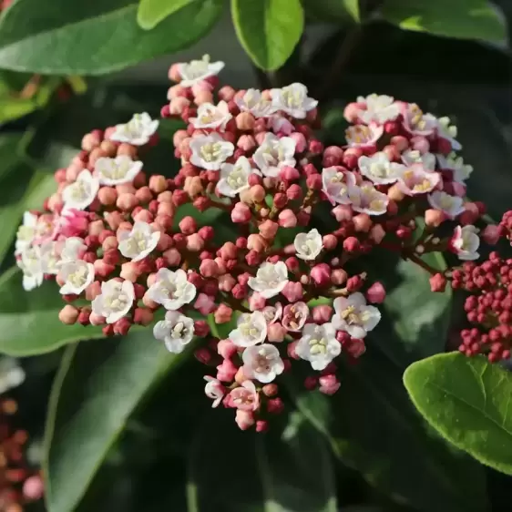 Viburnum tinus 'Lisa Rose' 5L - image 1