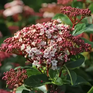 Viburnum tinus 'Lisa Rose' 5L - image 3