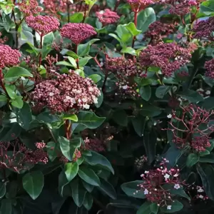 Viburnum tinus 'Lisa Rose' 3L - image 3