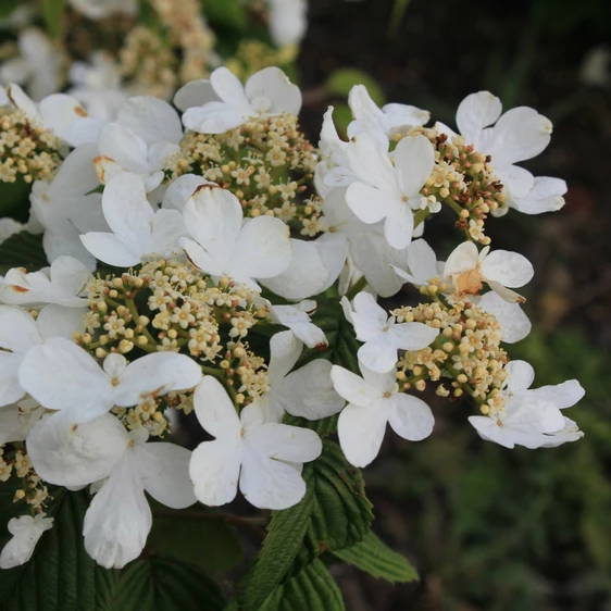 Picture - Stolwijk Plants