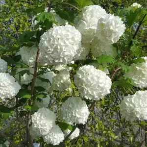 Viburnum opulus 'Roseum' 3L