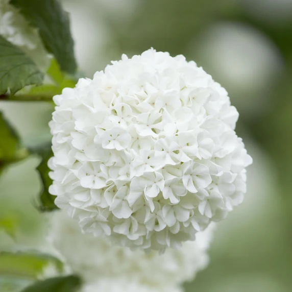 Viburnum opulus 'Roseum' 4.6L - image 2