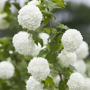 Viburnum opulus 'Roseum' 4.6L - image 3