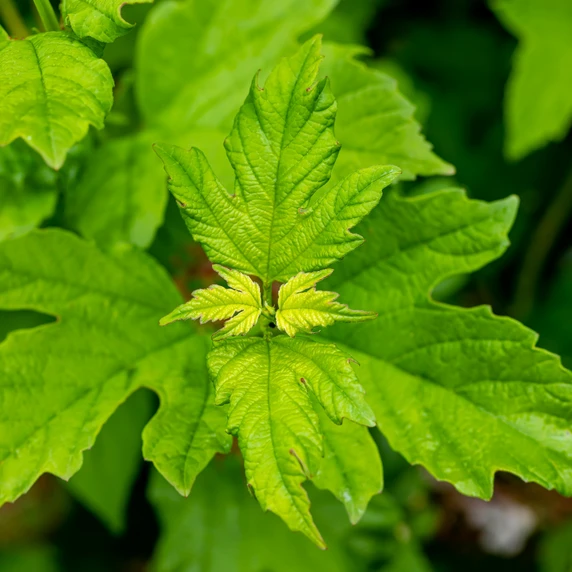 Viburnum opulus 'Roseum' 4.6L - image 4