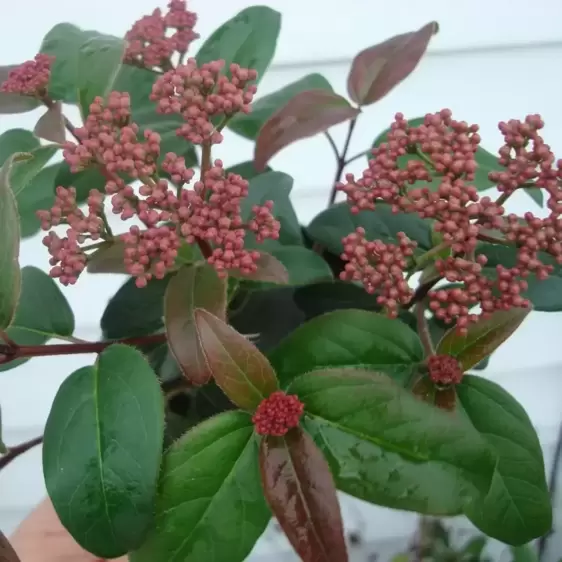 Viburnum tinus 'Secret Village / Lisspurp' ℗ Picture Credit - Genesis Plant Marketing Ltd