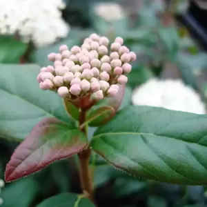 Viburnum tinus 'Secret Village / Lisspurp' ℗ Picture Credit - Genesis Plant Marketing Ltd