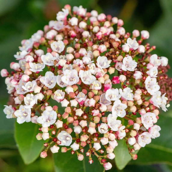 Viburnum tinus 'Spring Bouquet' - image 1