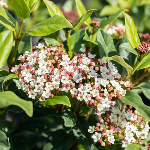 Viburnum tinus 'Spring Bouquet' - image 2