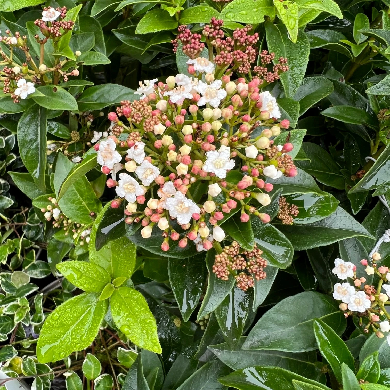 Viburnum tinus 'Eve Price' Standard Cowell's Garden Centre Woolsington