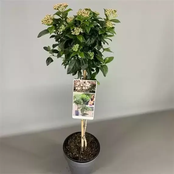 Viburnum tinus 25L - image 2