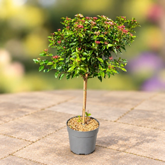 Viburnum tinus Standard 90cm Stem - image 2