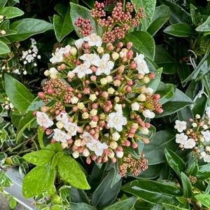 Viburnum tinus Standard 50cm Stem - image 2