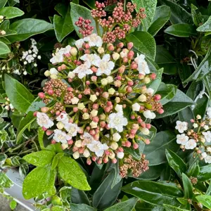 Viburnum tinus Standard 90cm Stem - image 3