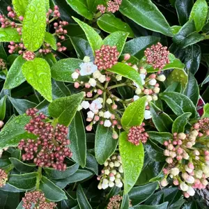 Viburnum tinus Standard 90cm Stem - image 4