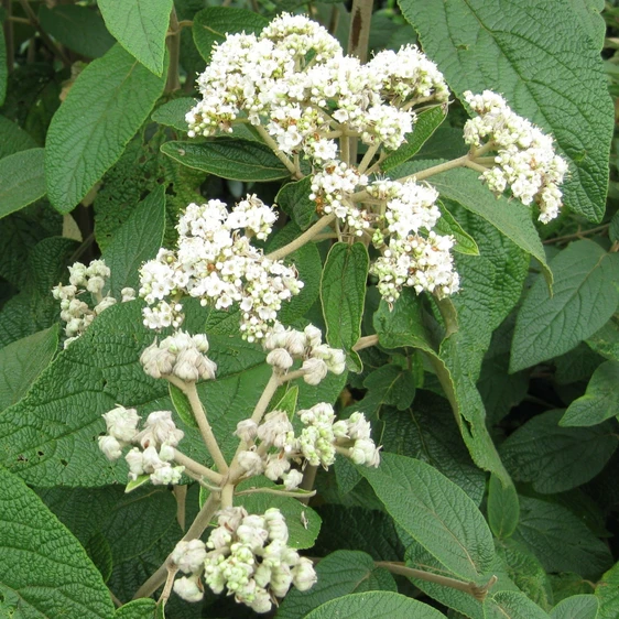 Image Credit: ©2025 John Richards Nurseries Ltd