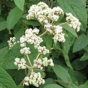 Image Credit: ©2025 John Richards Nurseries Ltd