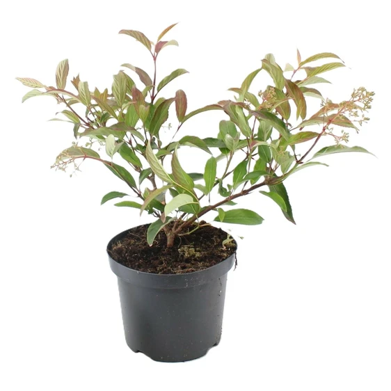 Viburnum x hillieri 'Winton'