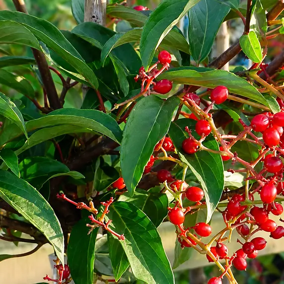 Viburnum x hillieri 'Winton' - image 3