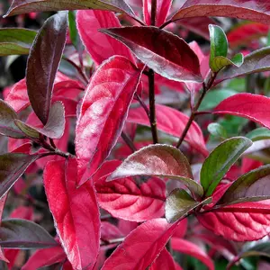 Viburnum x hillieri 'Winton' - image 4
