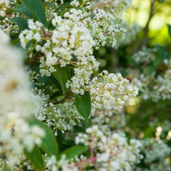 Viburnum x hillieri 'Winton' - image 1