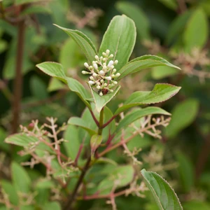 Viburnum x hillieri 'Winton' - image 2