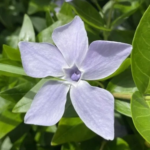 Vinca difformis