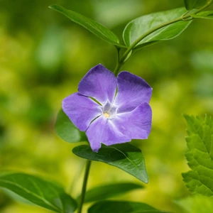 Vinca major 'Maculata' 1L - image 1