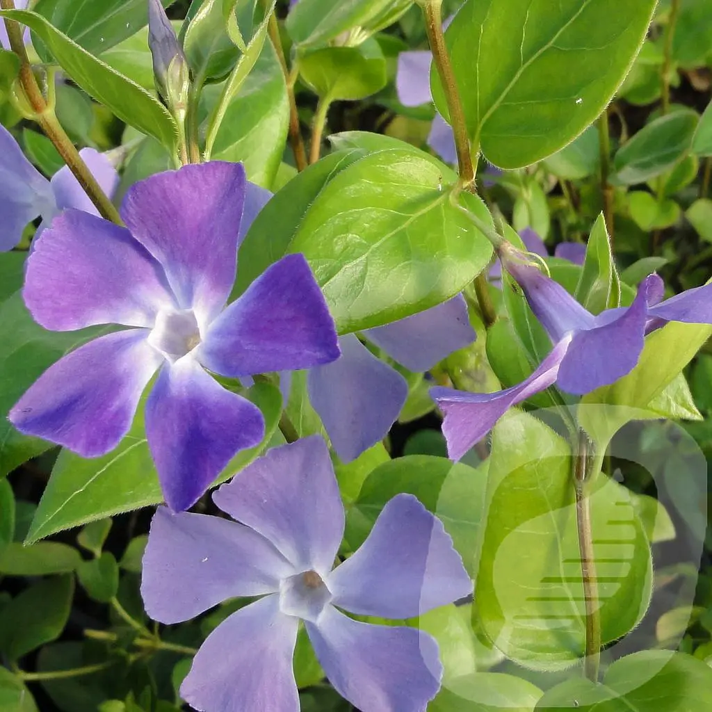 Vinca major Cowell's Garden Centre Woolsington