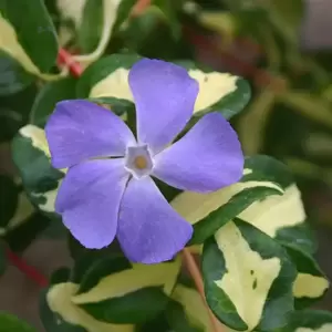 Vinca major 'Wojo's Jem' - image 1