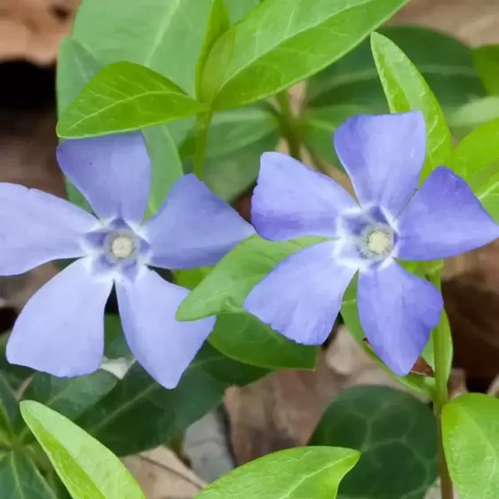 Vinca minor 2L - image 2