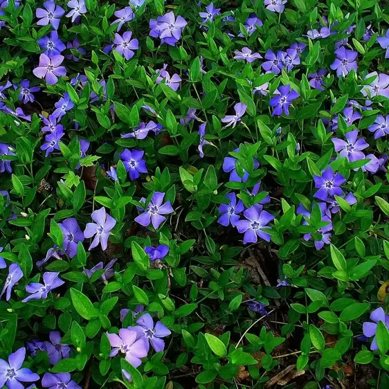 Vinca minor 3L - image 3