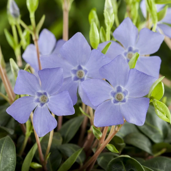 Vinca minor 3L - image 1