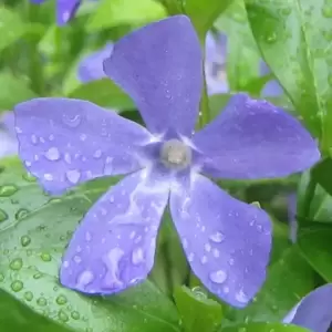 Vinca minor 3L - image 1