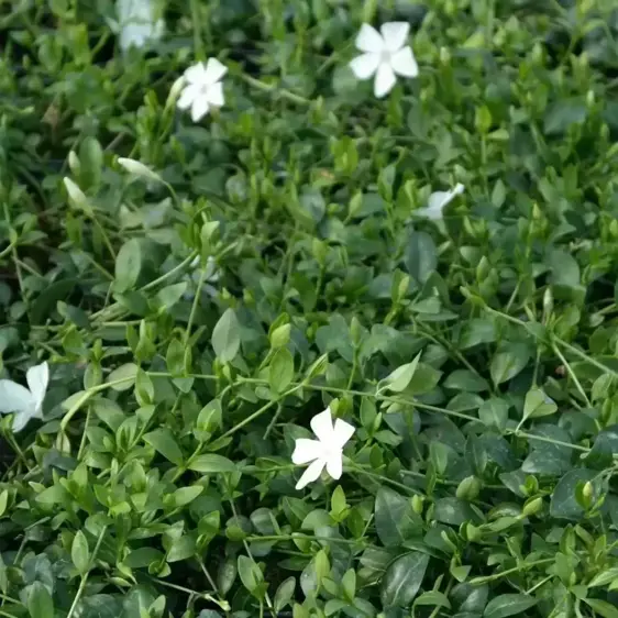 Vinca minor 'Alba'