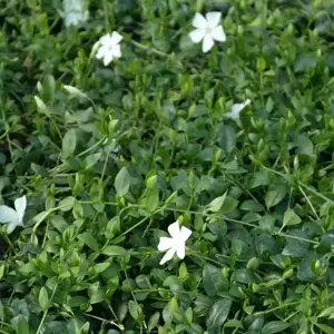 Vinca minor 'Alba'