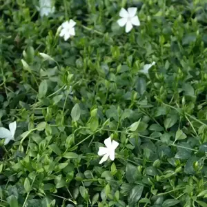 Vinca minor 'Alba' 1L - image 1