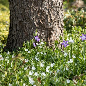 Vinca minor 'Alba' 2L - image 2