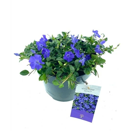 Vinca minor 'Anna Blue'