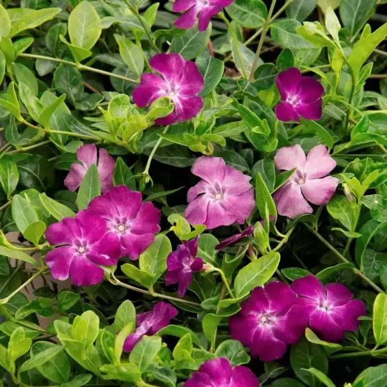 Vinca minor 'Atropurpurea' 2L - image 1