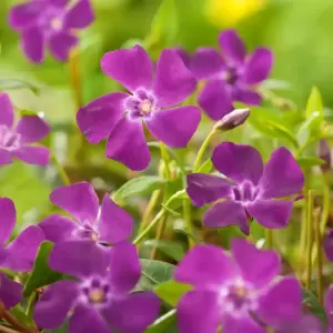 Vinca minor 'Atropurpurea' 2L - image 3