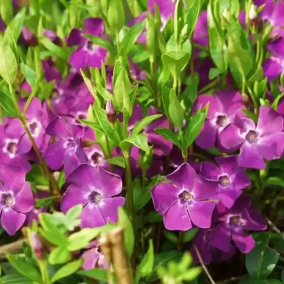 Vinca minor 'Atropurpurea' 1L - image 2