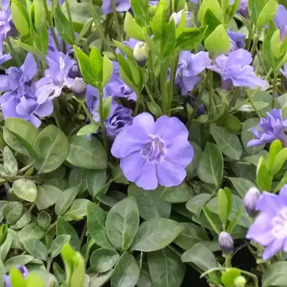 Vinca minor 'Azurea Flore Pleno'