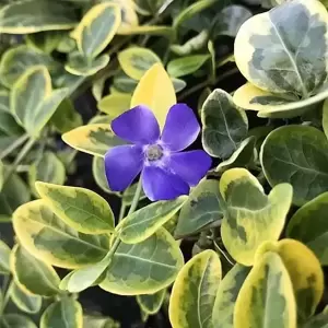 Vinca minor 'Blue & Gold'