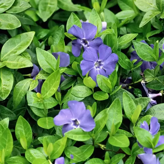 Vinca minor 'Bowles's Variety' 3L