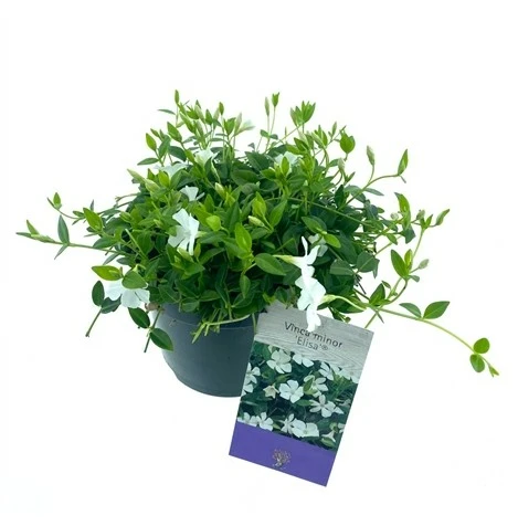 Vinca minor 'Elisa'