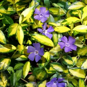 Vinca 'Illumination' - © PlantHaven®