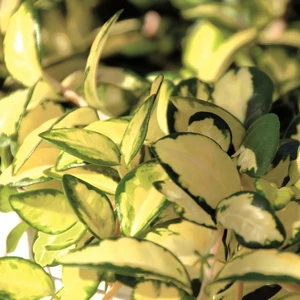 Vinca minor 'Illumination' 2L - image 5