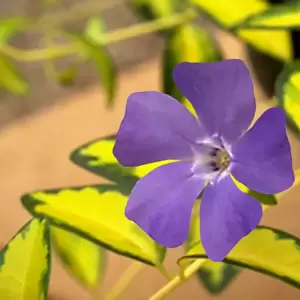 Vinca 'Illumination' - © PlantHaven®