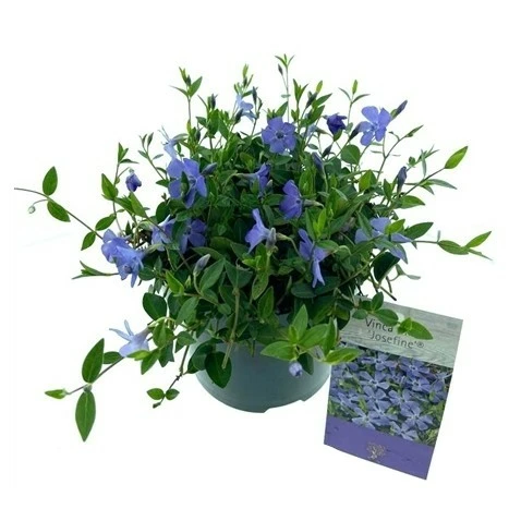 Vinca minor 'Josefine'